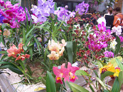 obr�zek (kliknut�m zvet��te)