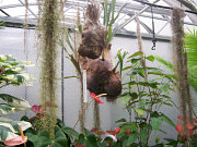 obr�zek (kliknut�m zvet��te)