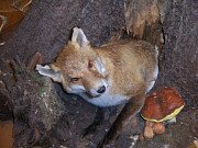 obr�zek (kliknut�m zvet��te)