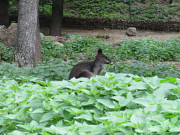 obr�zek (kliknut�m zvet��te)